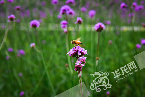 花朵吸引了蜜蜂。 bw西汉姆联中文供图 华龙网发